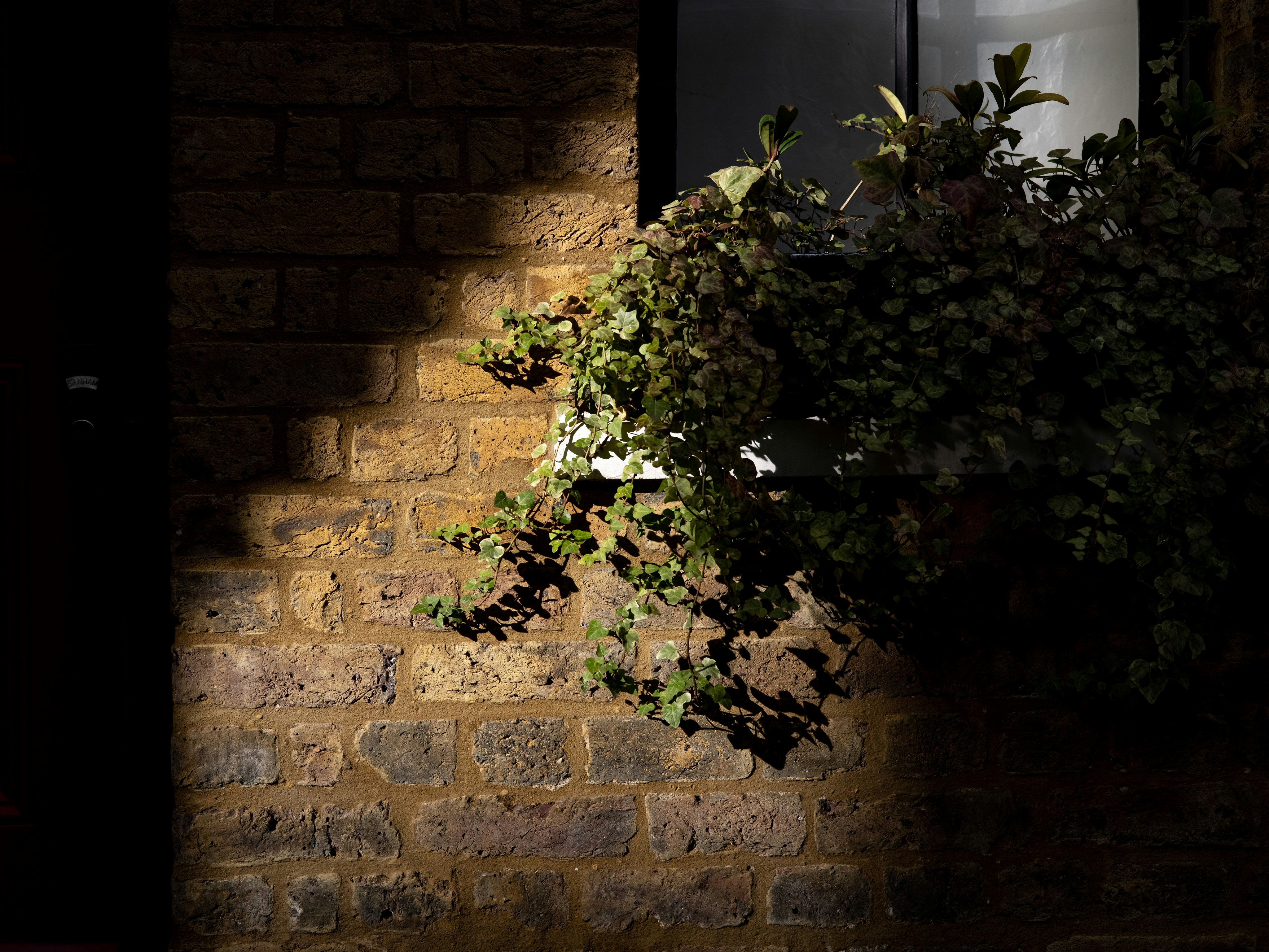 green plant on brown brick wall